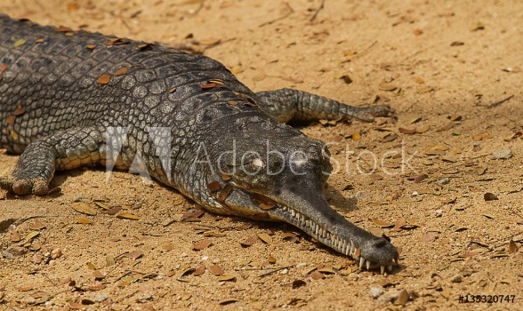 Picture of Photograph of a crocodile basking in the sunshine